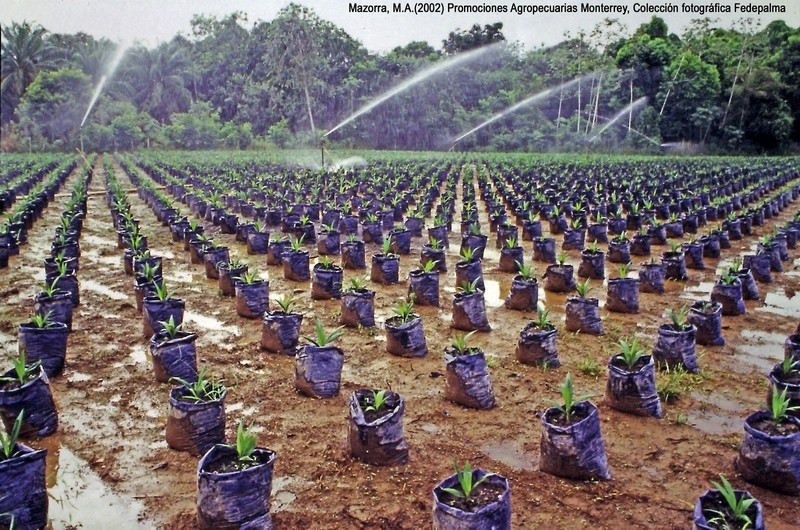 Vivero Monterrey 019